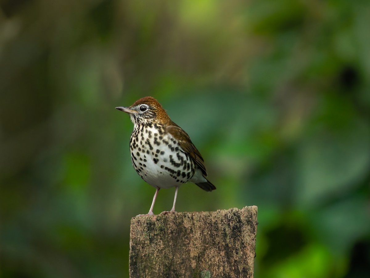 Wood Thrush - ML639466511
