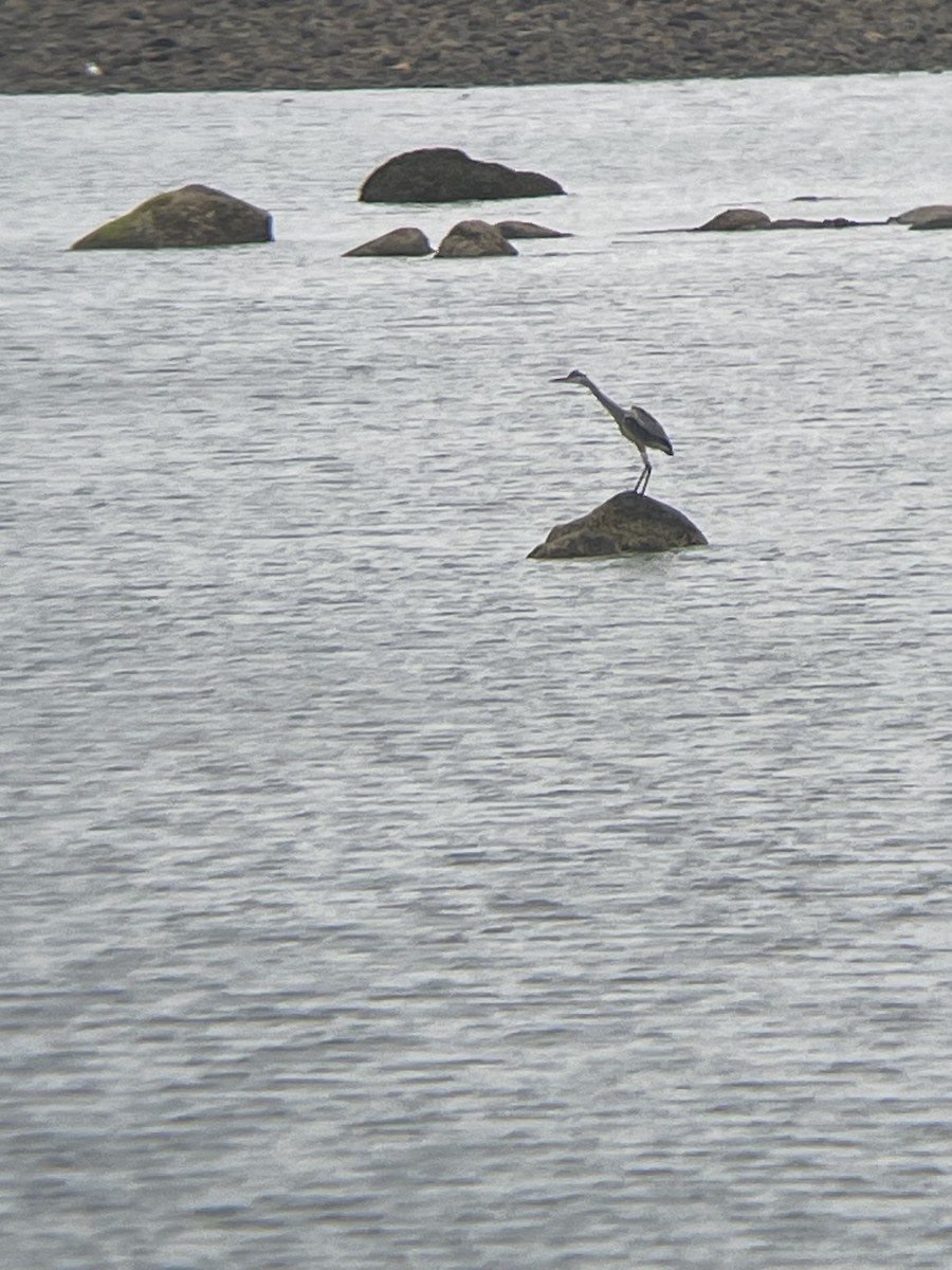 Great Blue Heron - ML639466531
