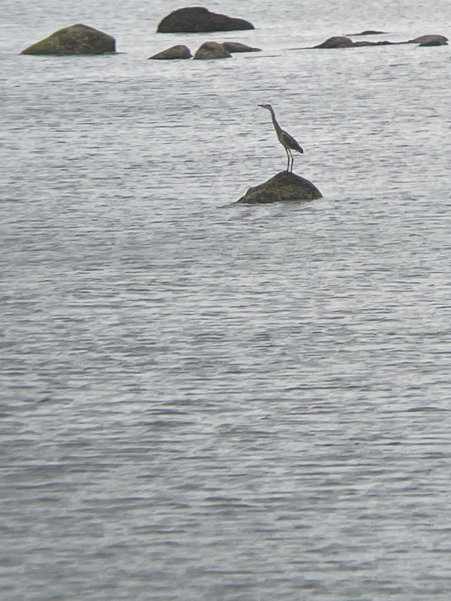 Great Blue Heron - ML639466532