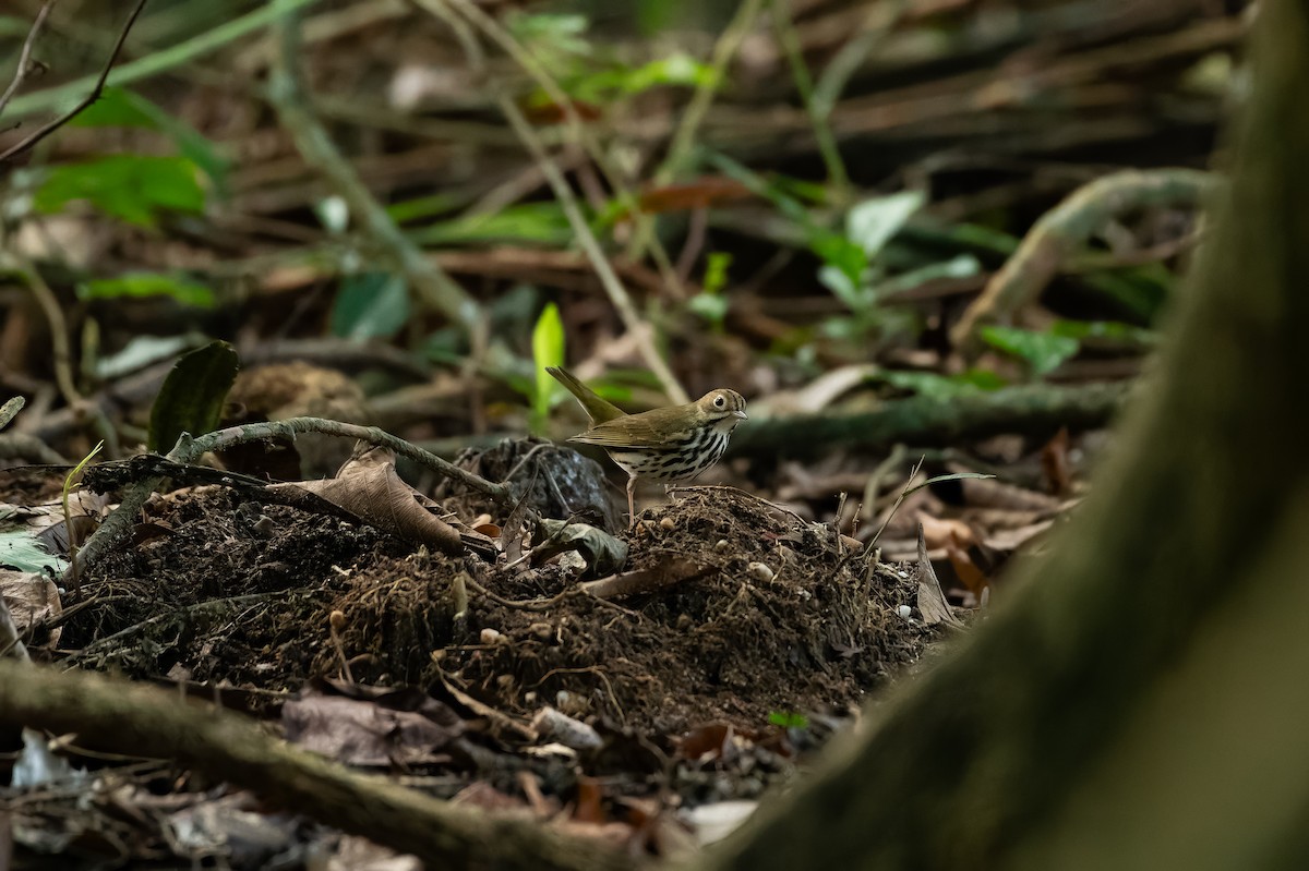 Ovenbird - ML639466555