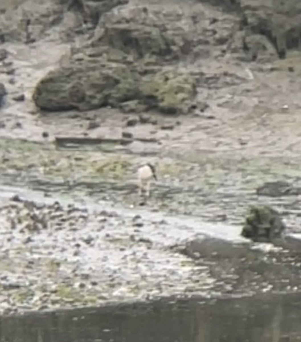 Black-crowned Night Heron - ML639466570