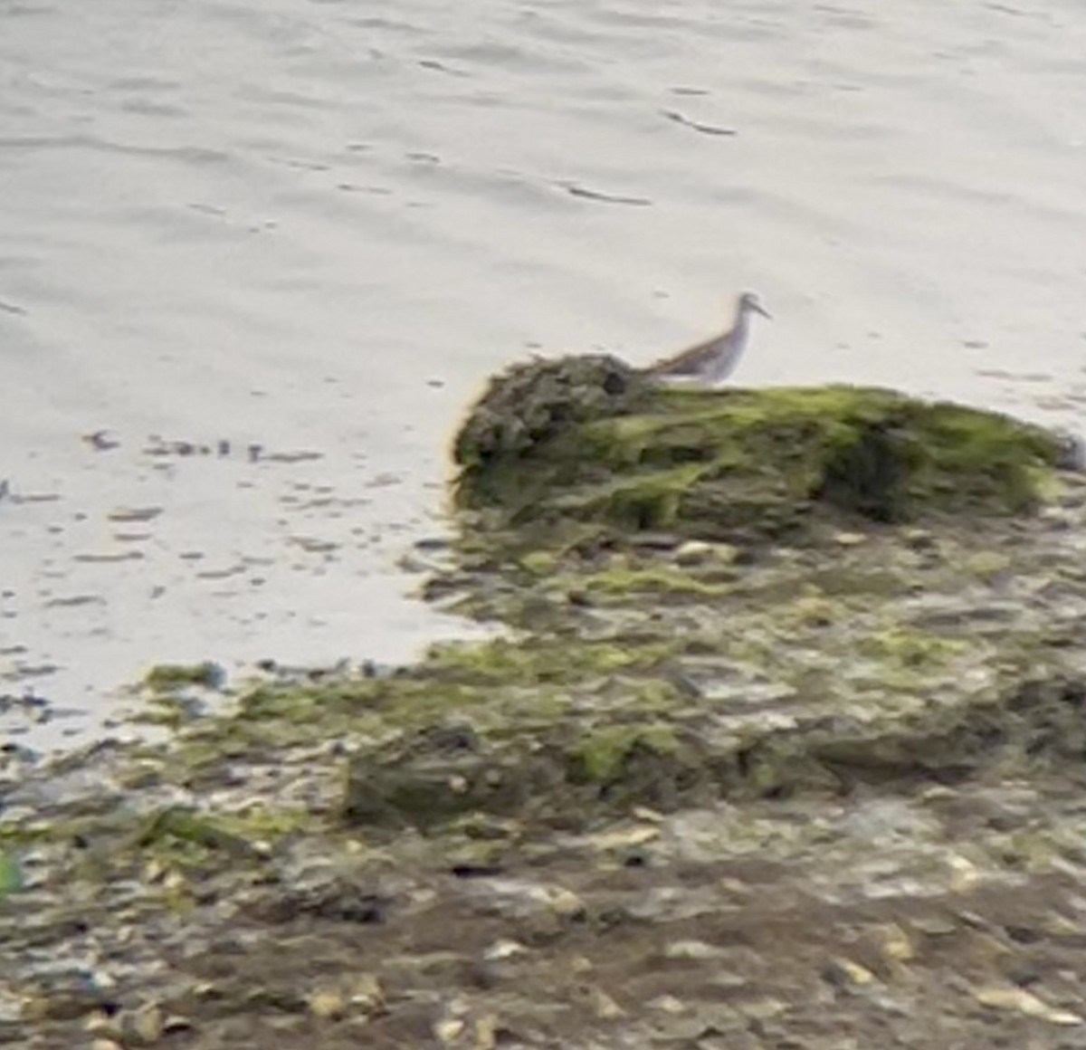 Greater Yellowlegs - ML639466590