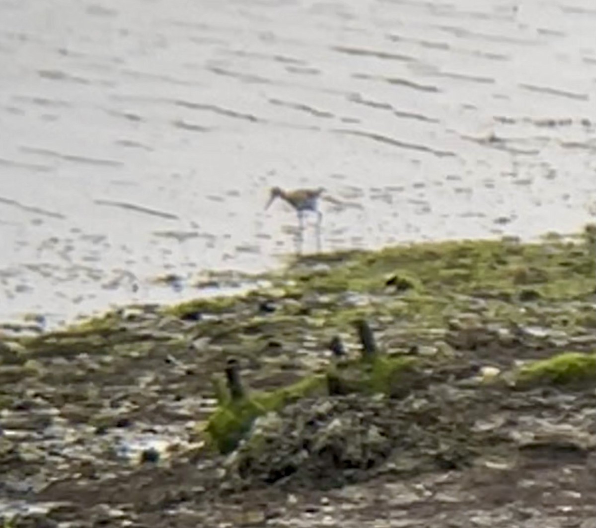 Greater Yellowlegs - ML639466591