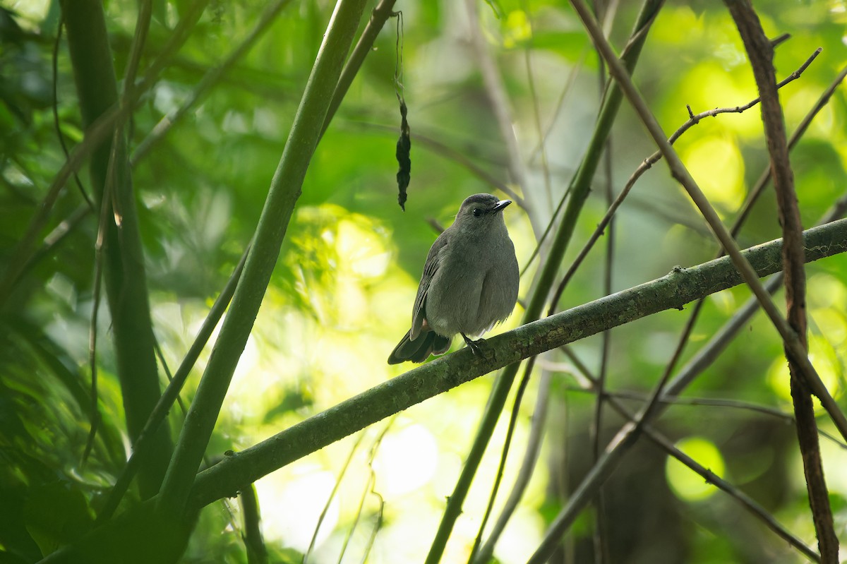 Gray Catbird - ML639466592
