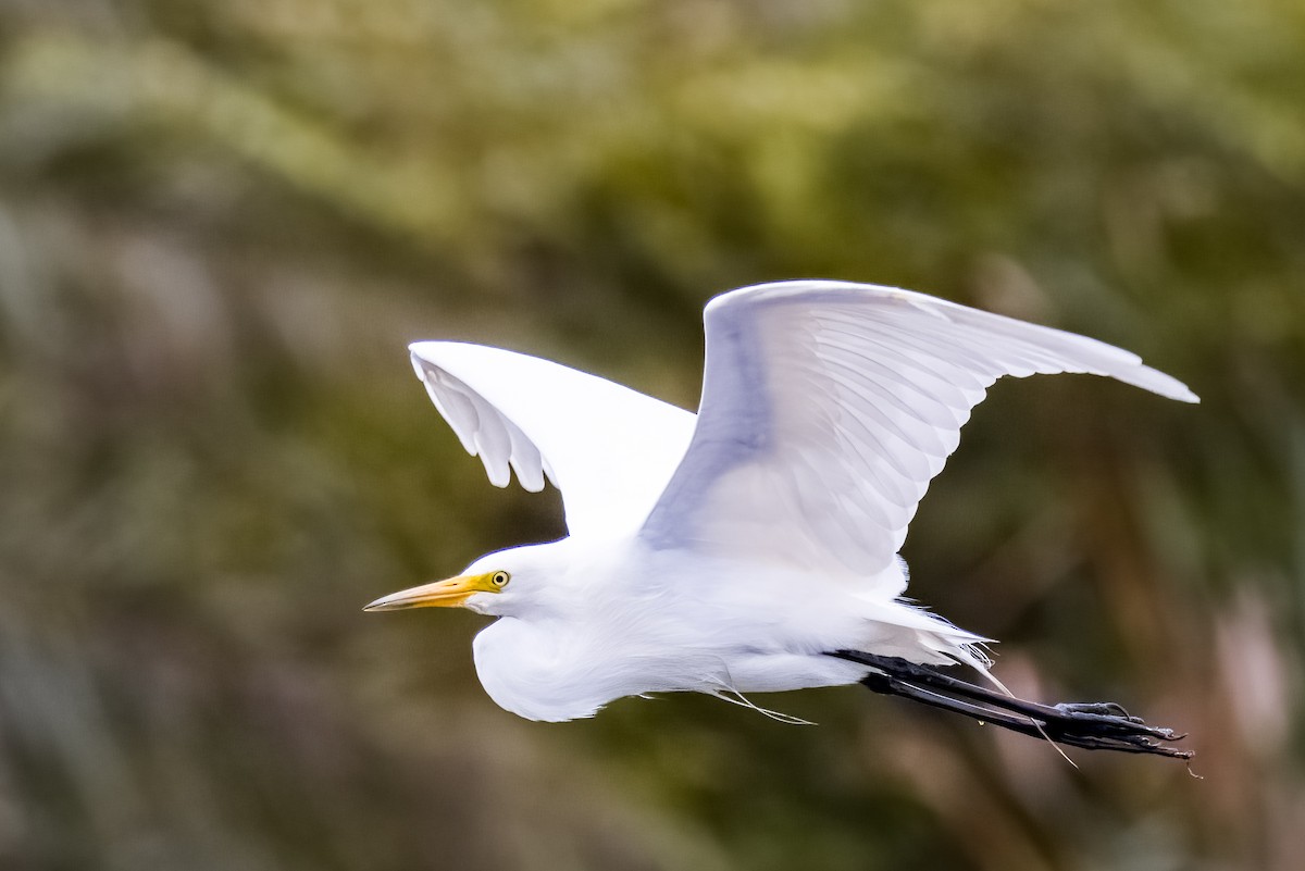Medium Egret - ML639466642