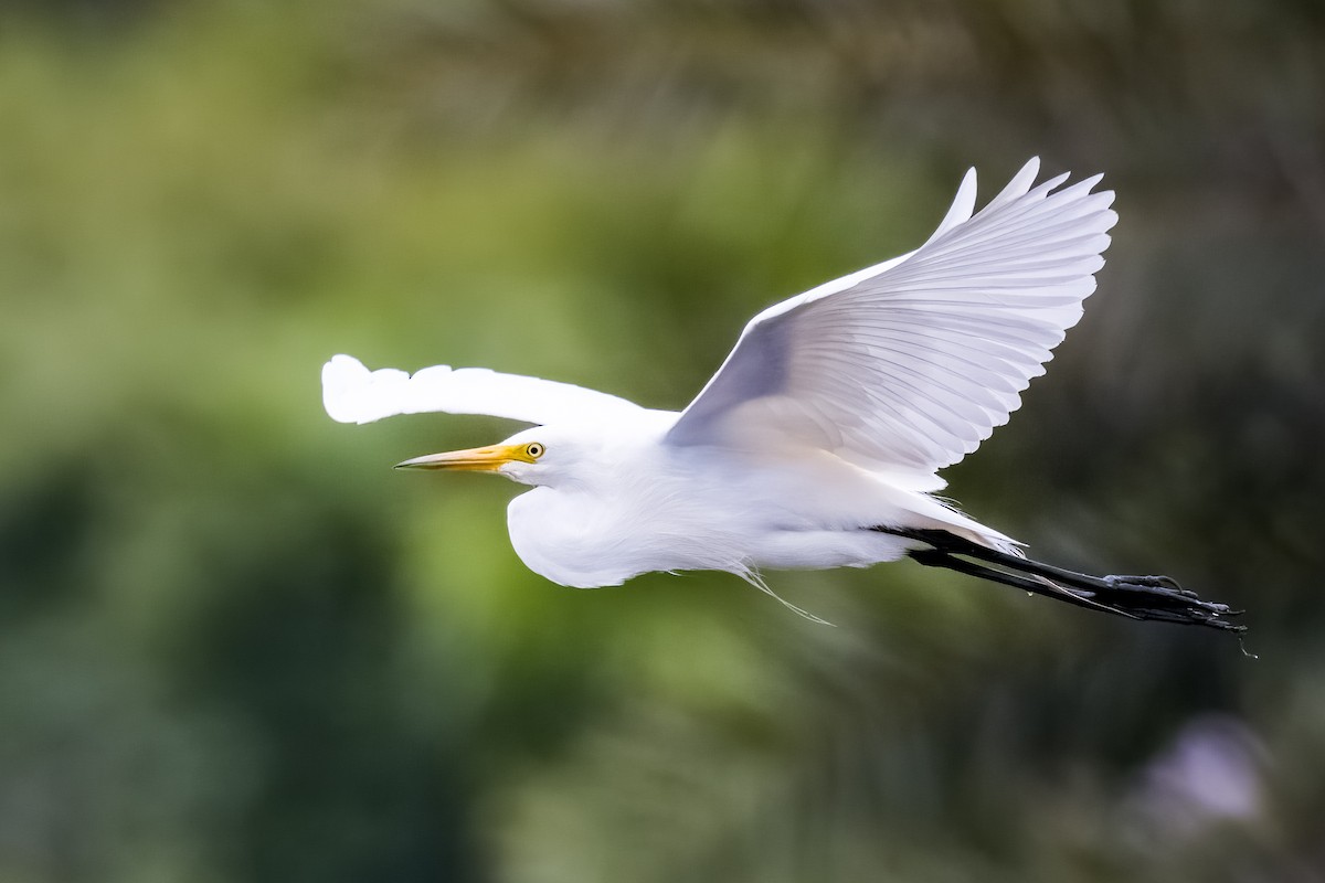 Medium Egret - ML639466645