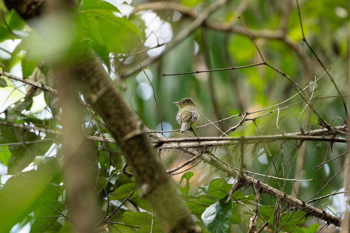 Yellow-bellied Flycatcher - ML639466647