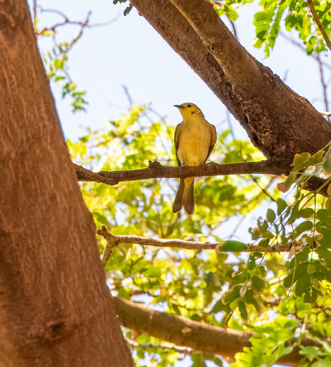 White-plumed Honeyeater - ML639466649