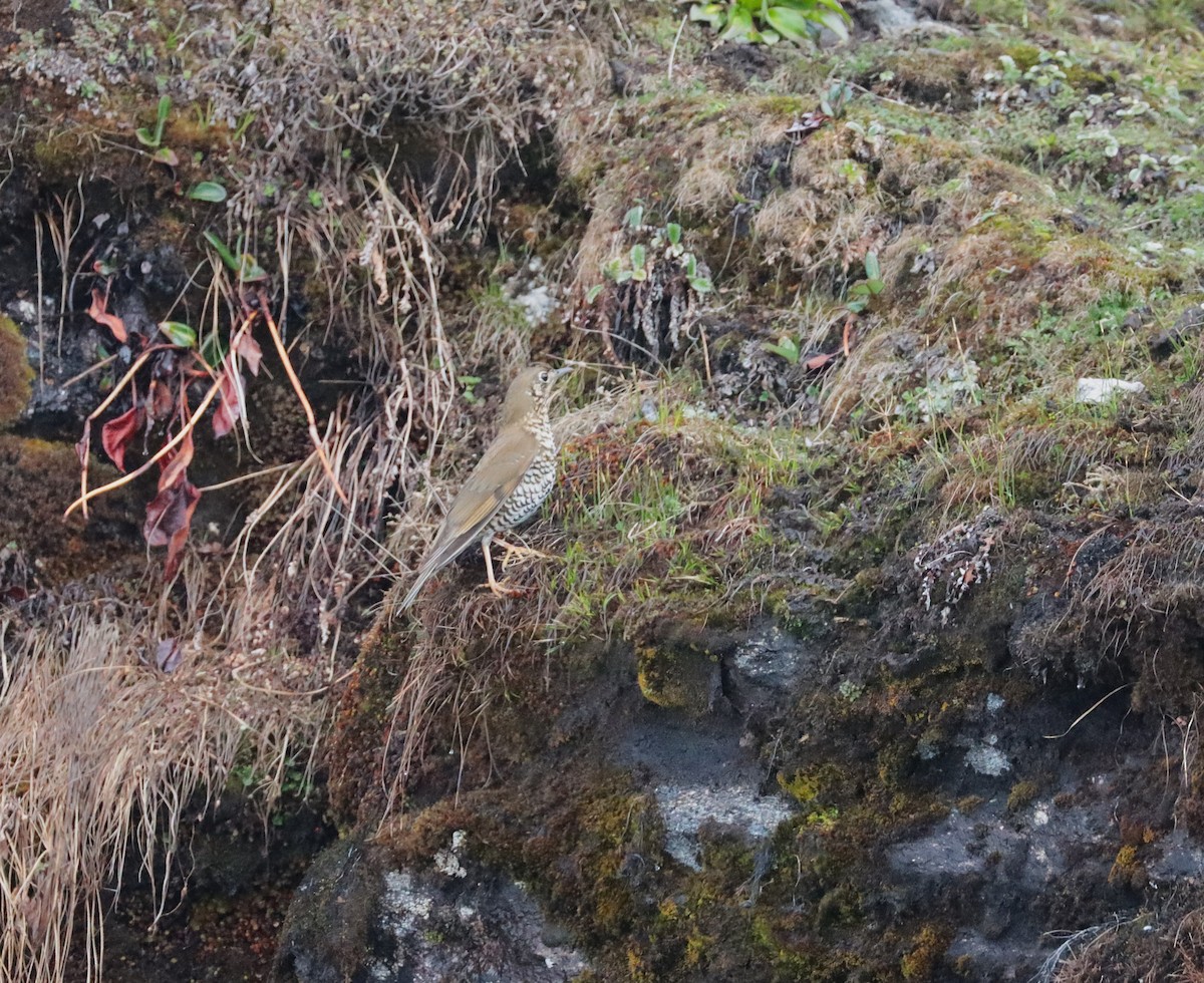 Alpine Thrush - ML639466654