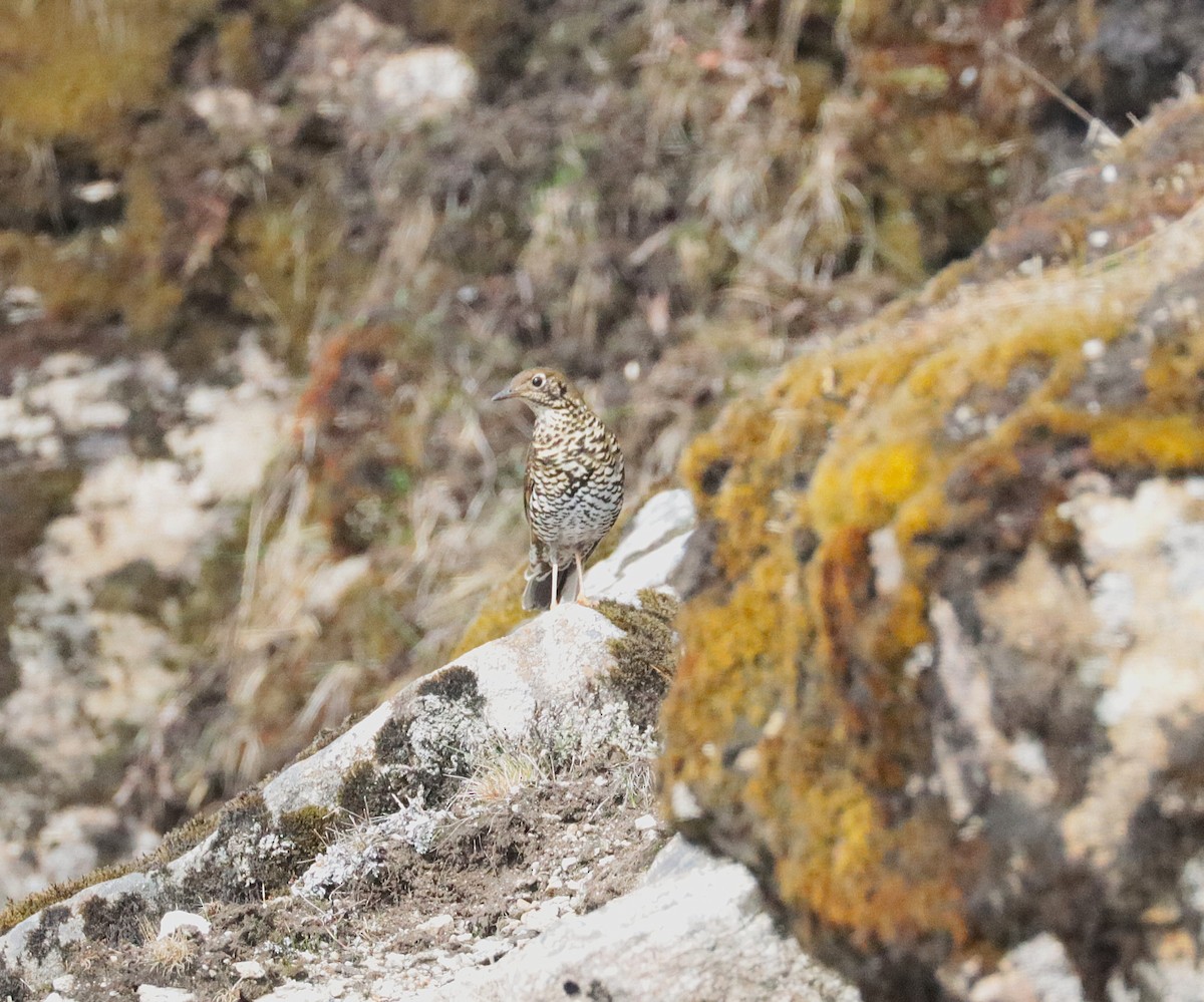 Alpine Thrush - ML639466655