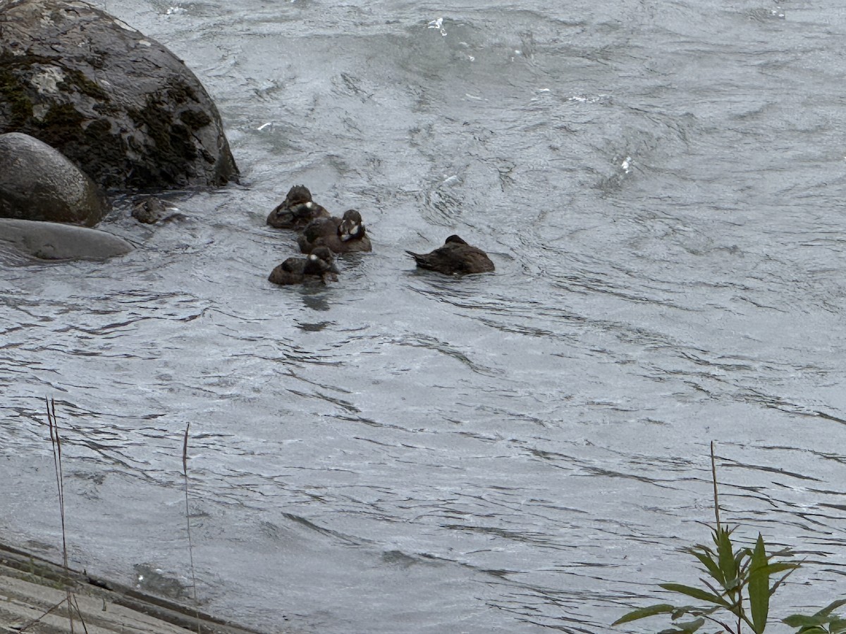 Harlequin Duck - ML639466767