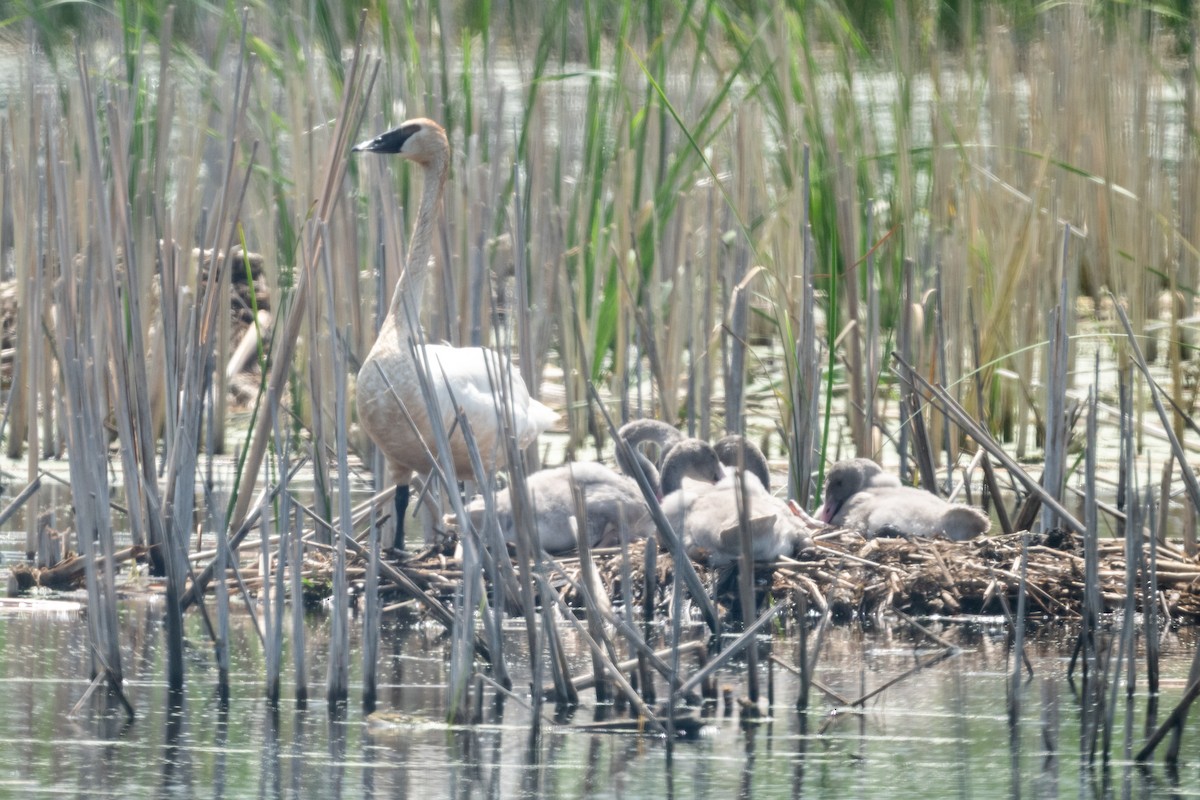 Trumpeter Swan - ML639466863