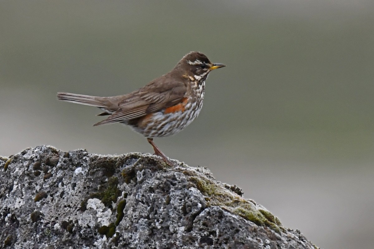 Цагаан хөмсөгт хөөндэй - ML639466913