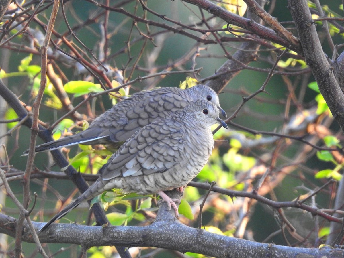 Inca Dove - ML639466928