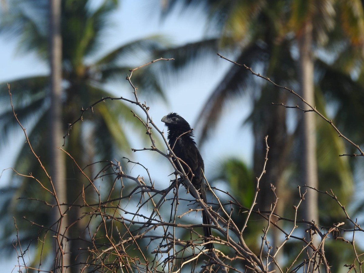 Groove-billed Ani - ML639466936