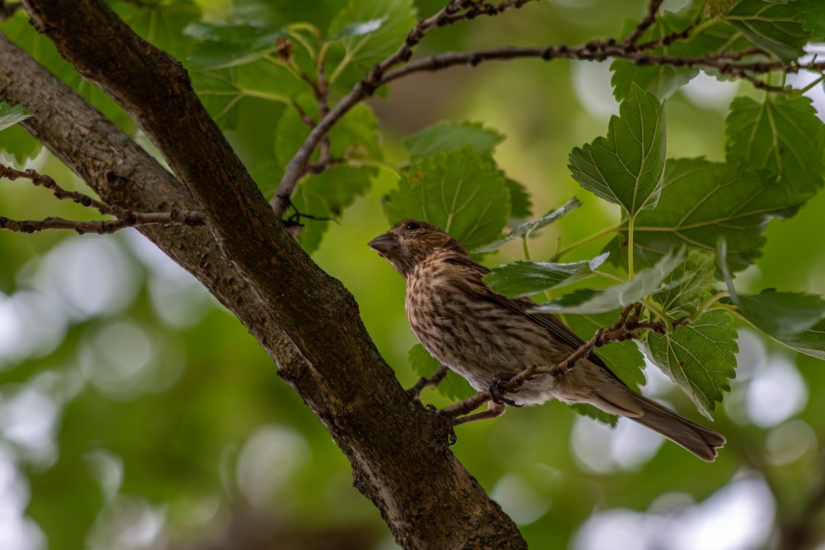 House Finch - ML639466937