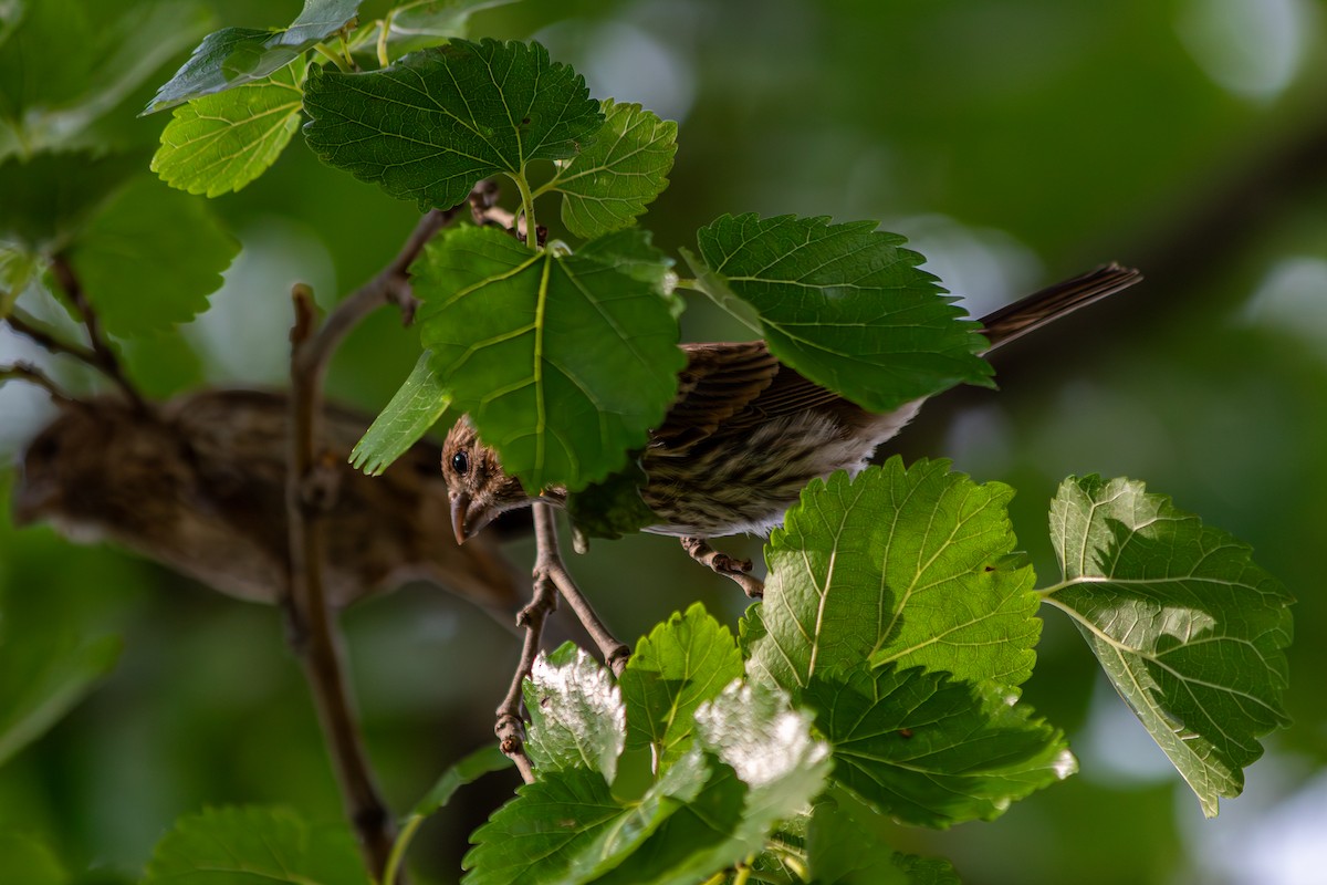 House Finch - ML639466939