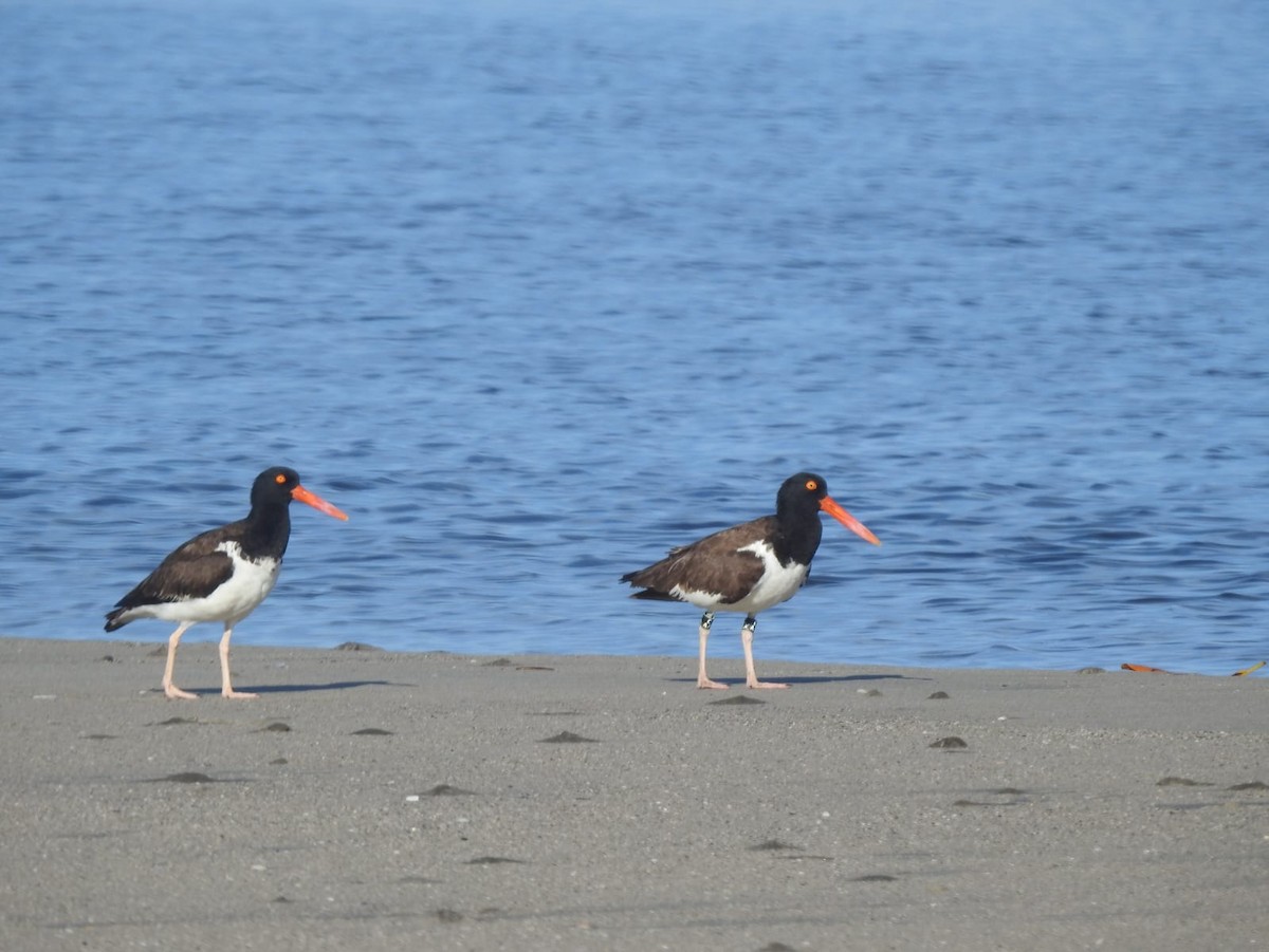 American Oystercatcher - ML639466941