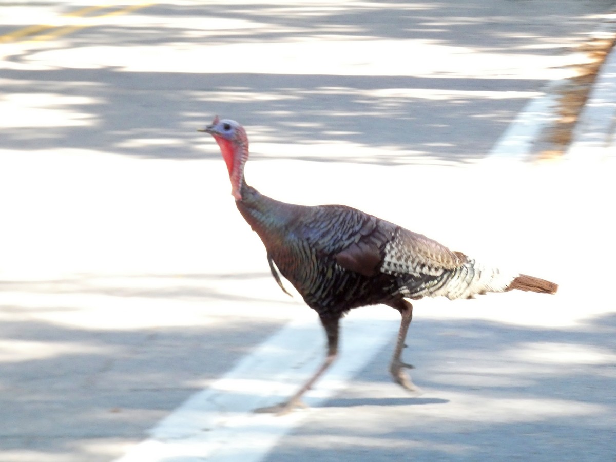 Wild Turkey - ML639466975