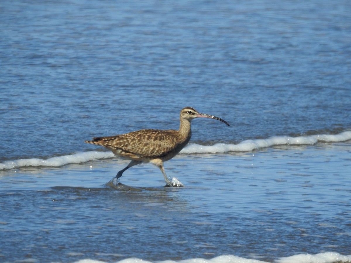Hudsonian Whimbrel - ML639466983