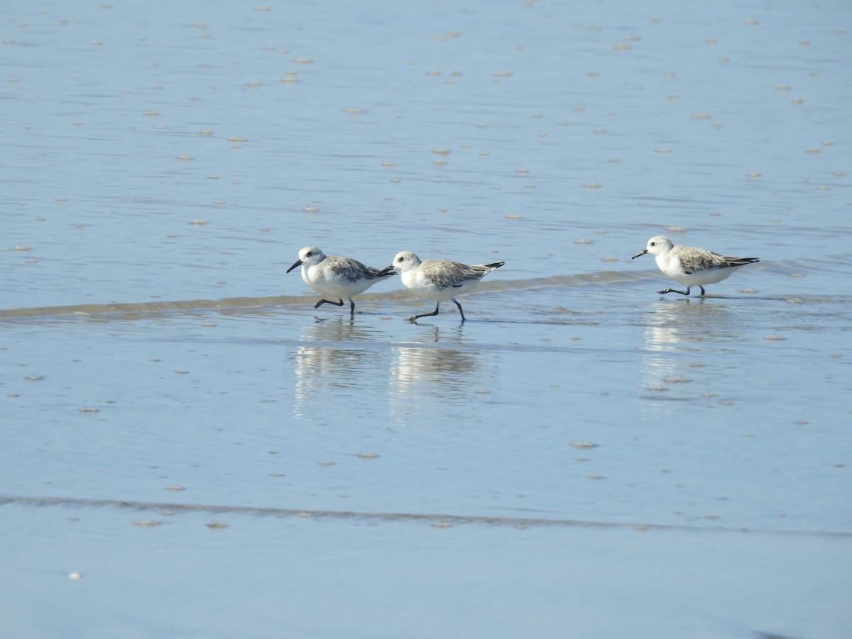 Sanderling - ML639467029