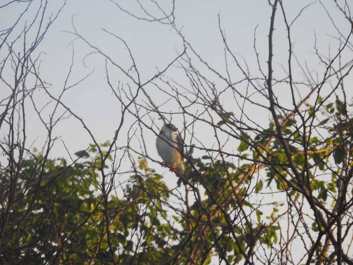 Pearl Kite - ML639467031