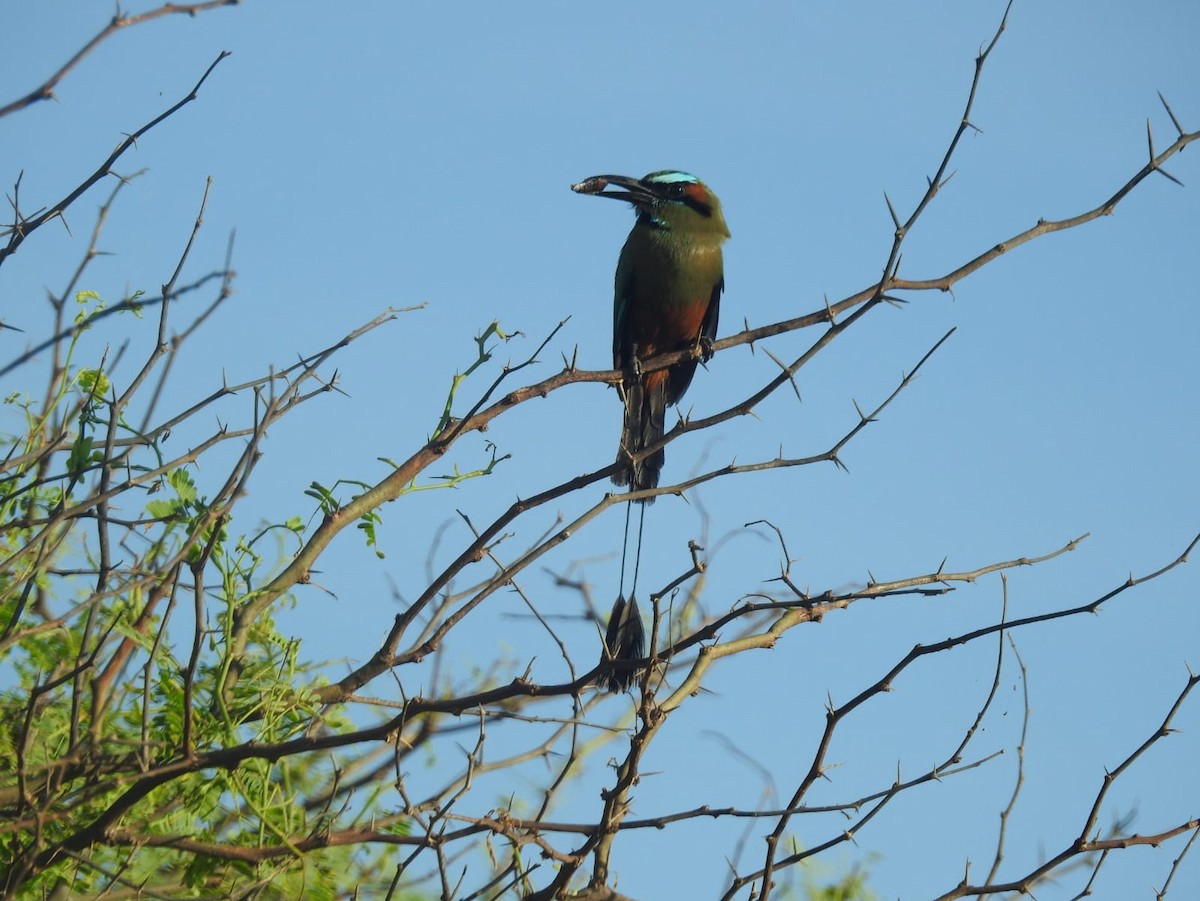Turquoise-browed Motmot - ML639467039