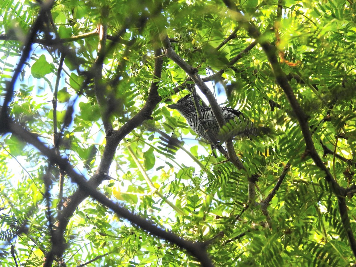 Barred Antshrike - ML639467046