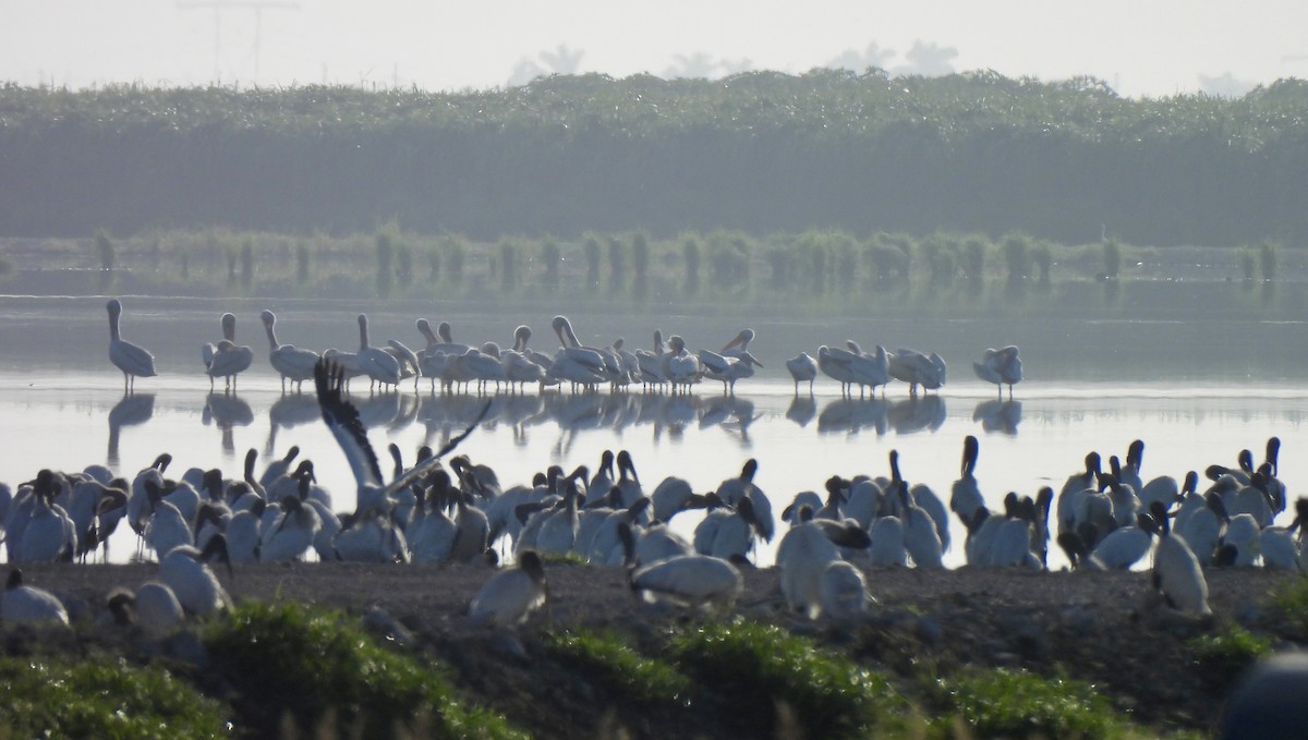 American White Pelican - ML639467083