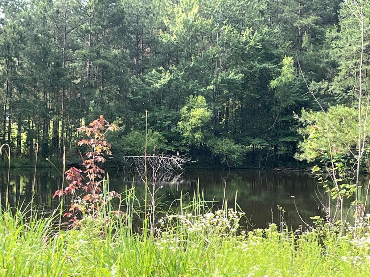 Little Blue Heron - ML639467100