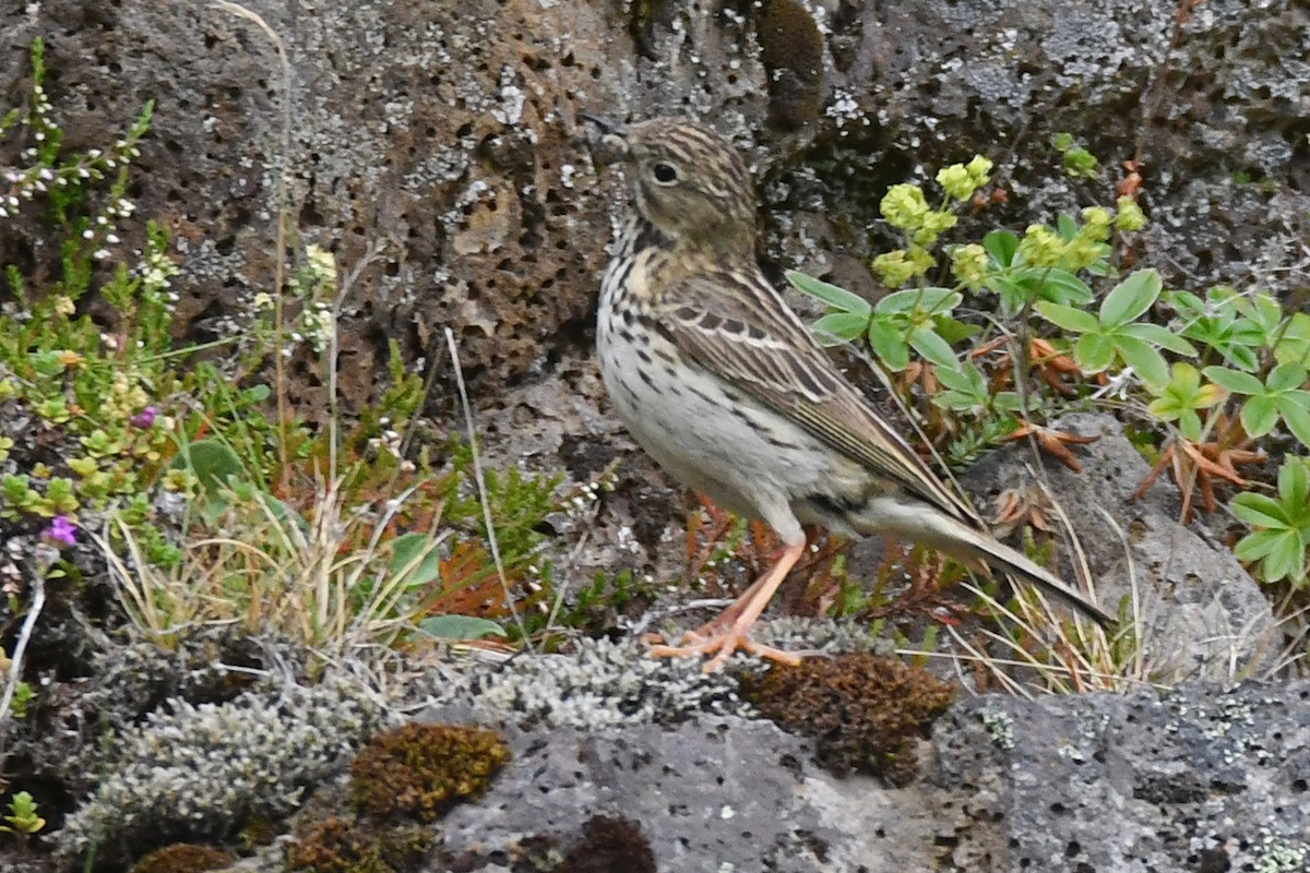 Нугын шийхнүүхэй - ML639467138