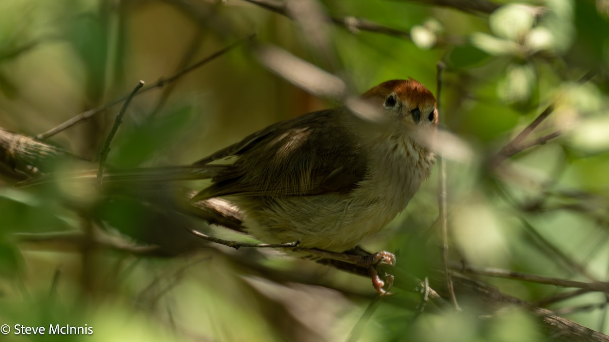 Eye-ringed Parrotbill - ML639467166