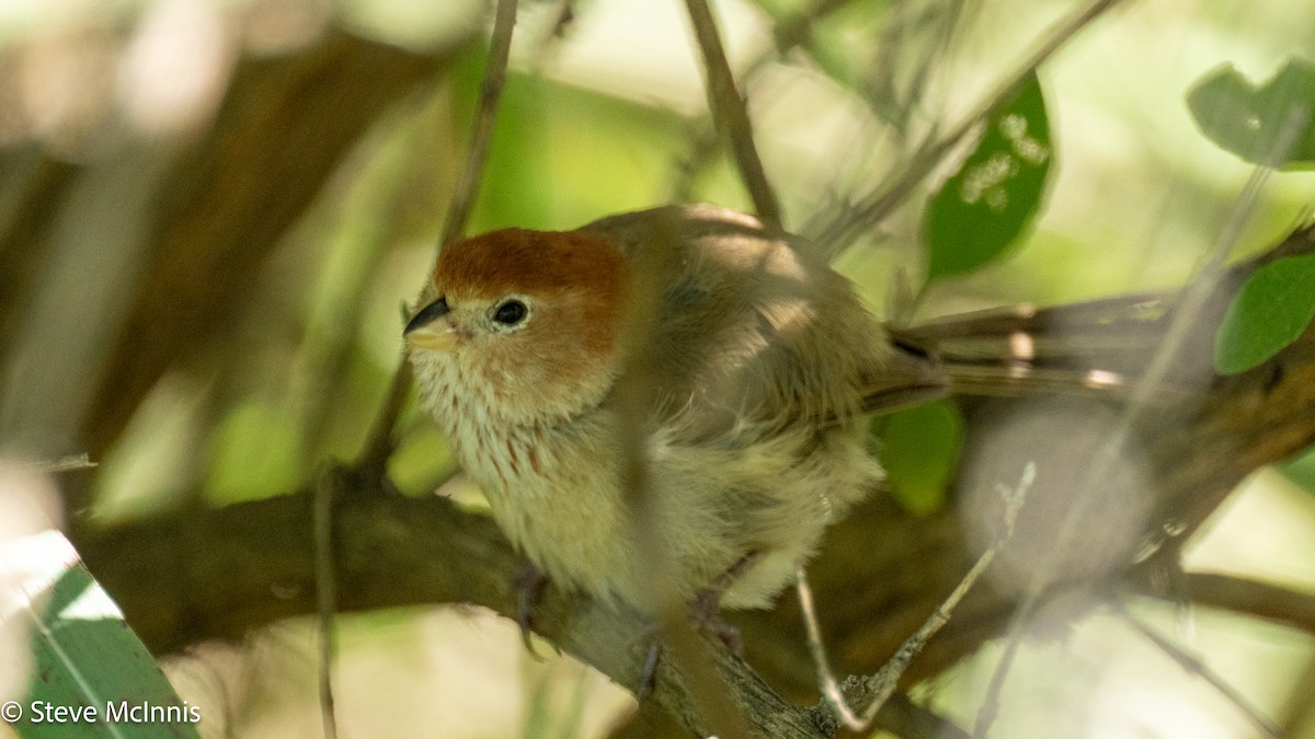 Eye-ringed Parrotbill - ML639467167