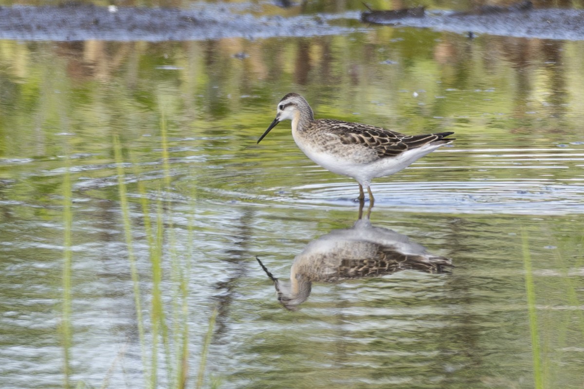 Wilson's Phalarope - ML639467206