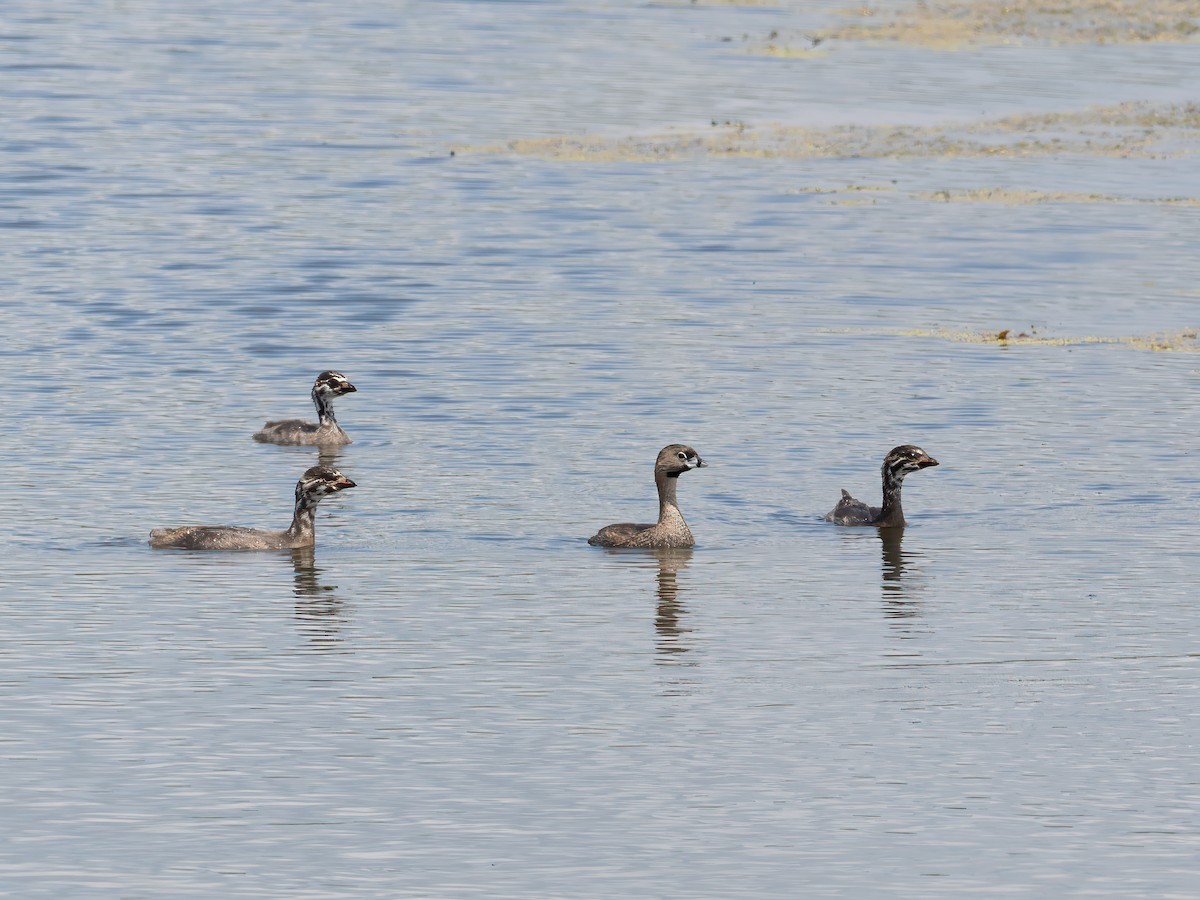 Pied-billed Grebe - ML639467208