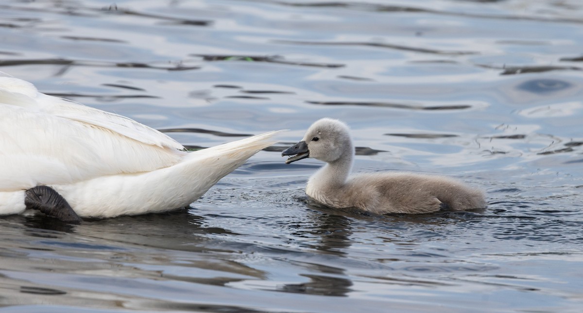 Mute Swan - ML639467249