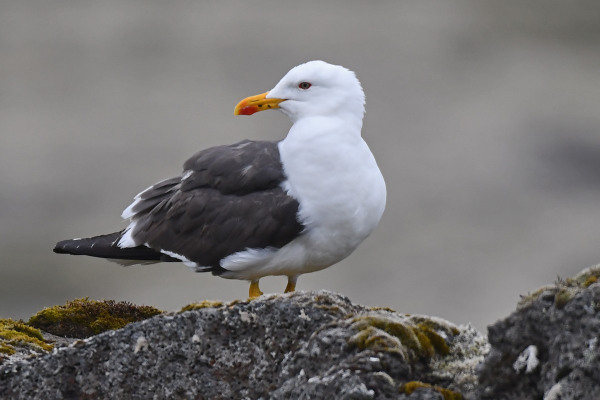 Бэсрэг цахлай - ML639467311