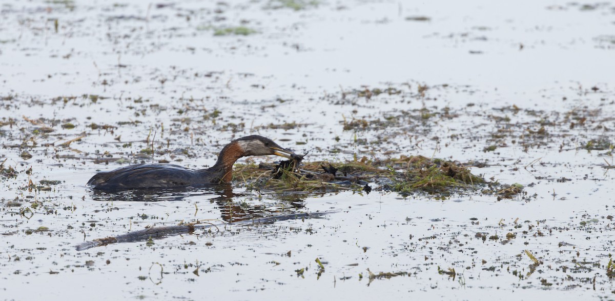 Red-necked Grebe - ML639467336