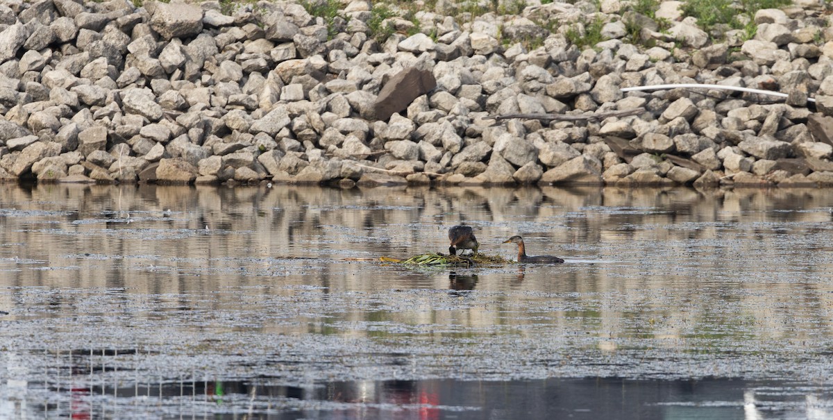Red-necked Grebe - ML639467344