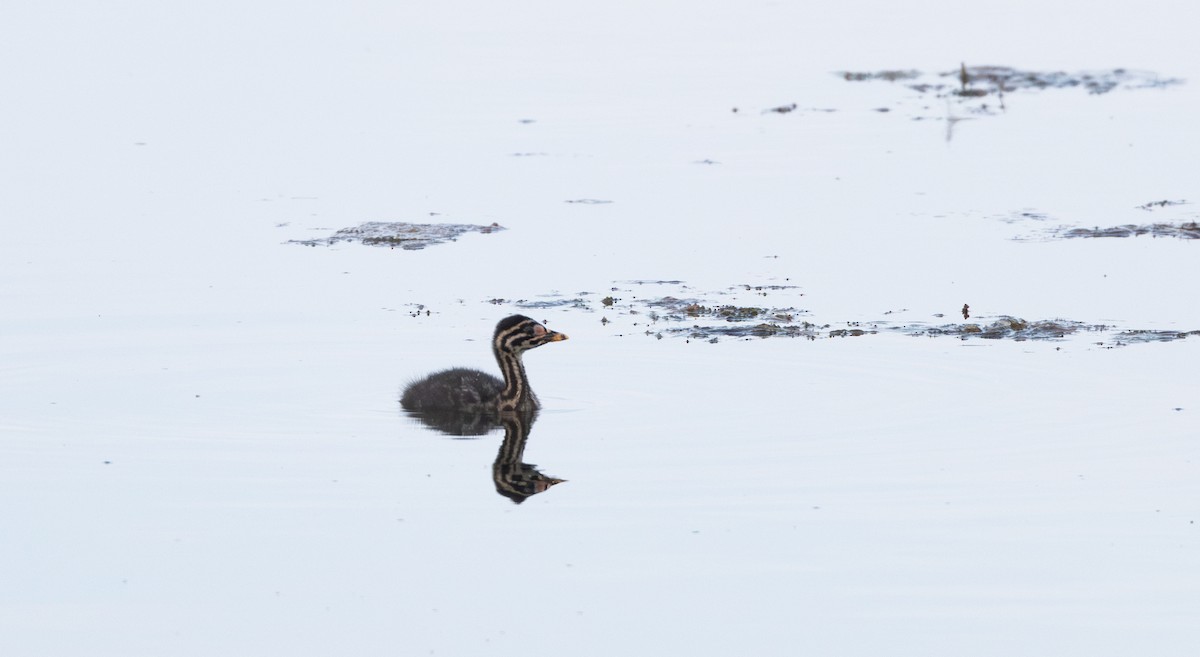 Red-necked Grebe - ML639467349