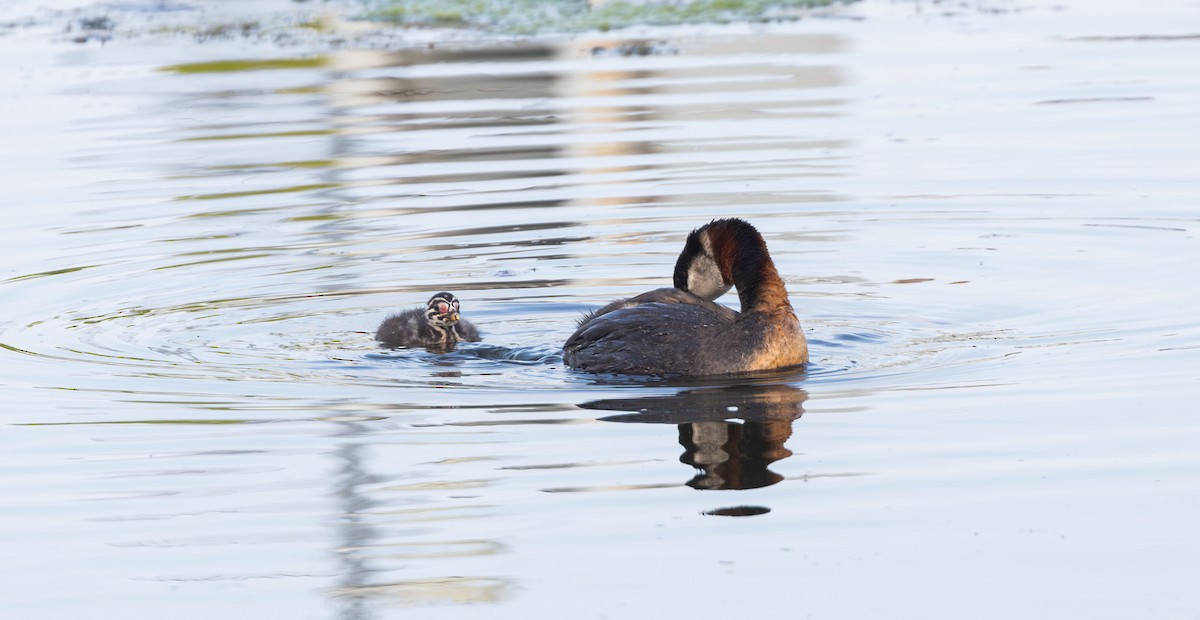 Red-necked Grebe - ML639467353