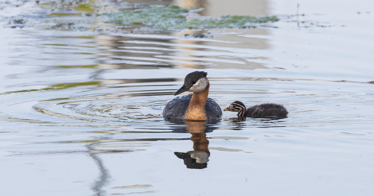 Red-necked Grebe - ML639467354