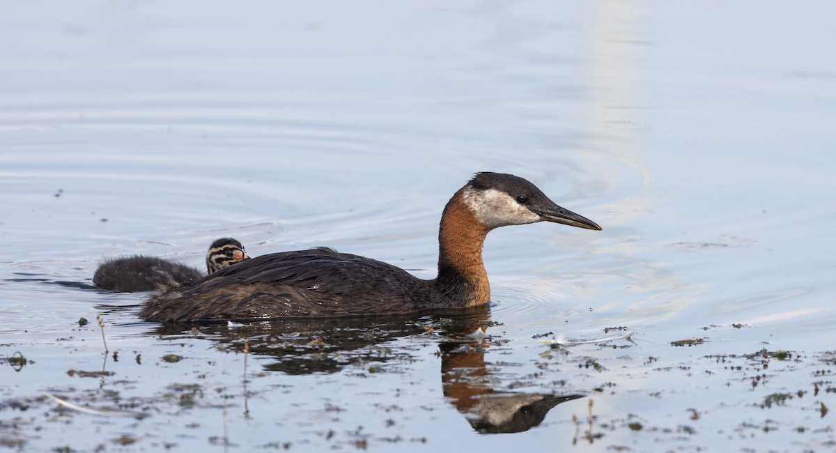 Red-necked Grebe - ML639467361