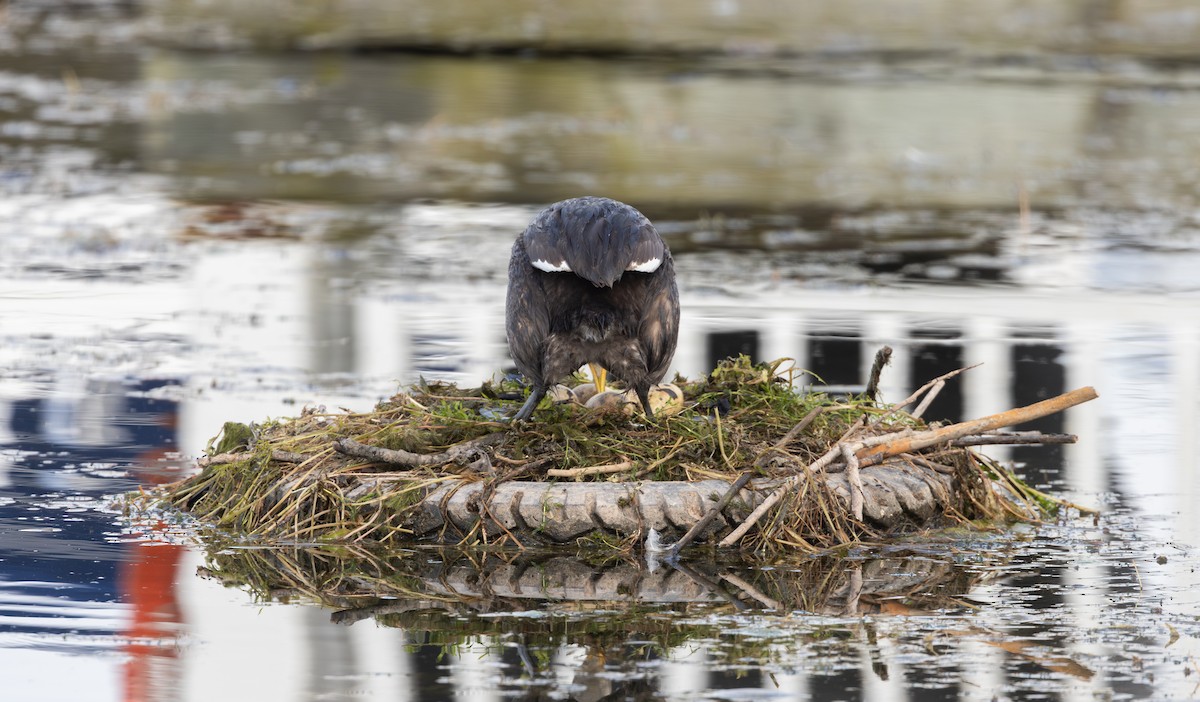 Red-necked Grebe - ML639467366