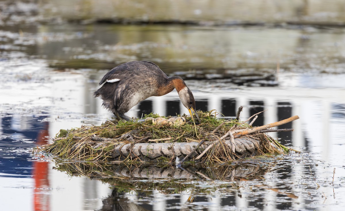 Red-necked Grebe - ML639467373