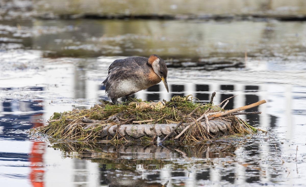 Red-necked Grebe - ML639467377