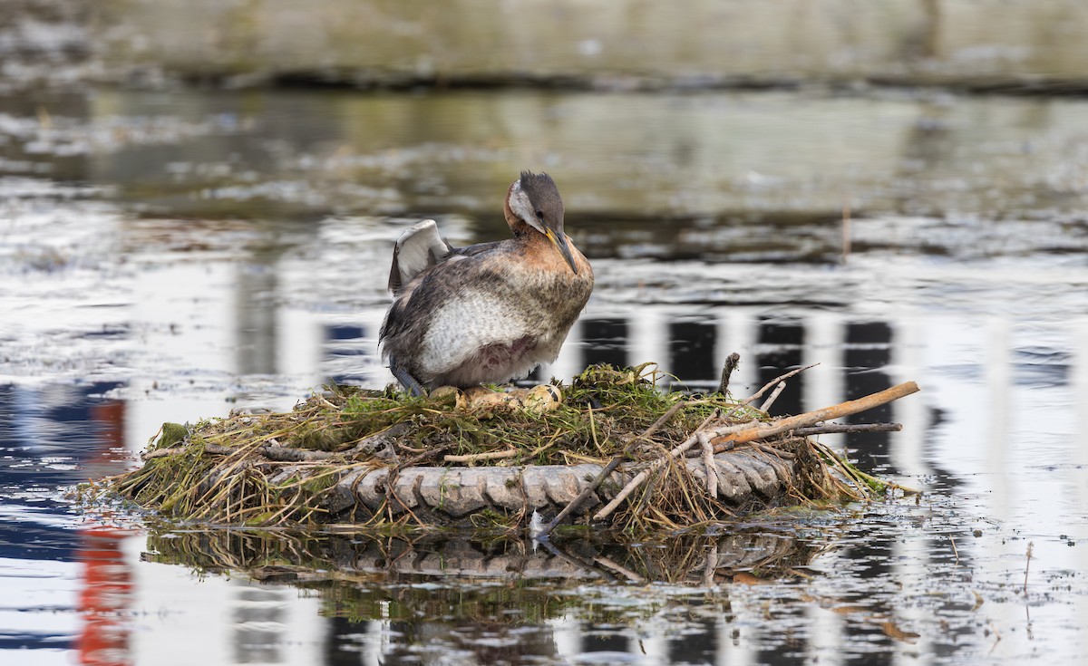 Red-necked Grebe - ML639467381