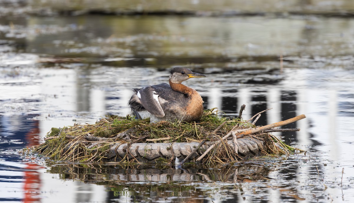 Red-necked Grebe - ML639467386