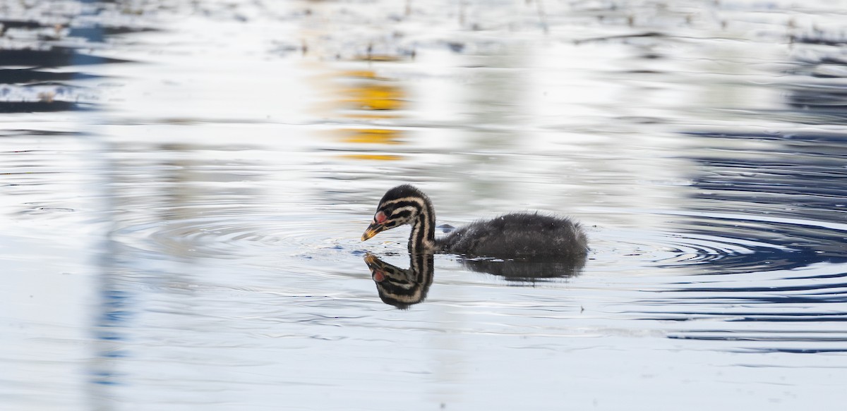 Red-necked Grebe - ML639467391