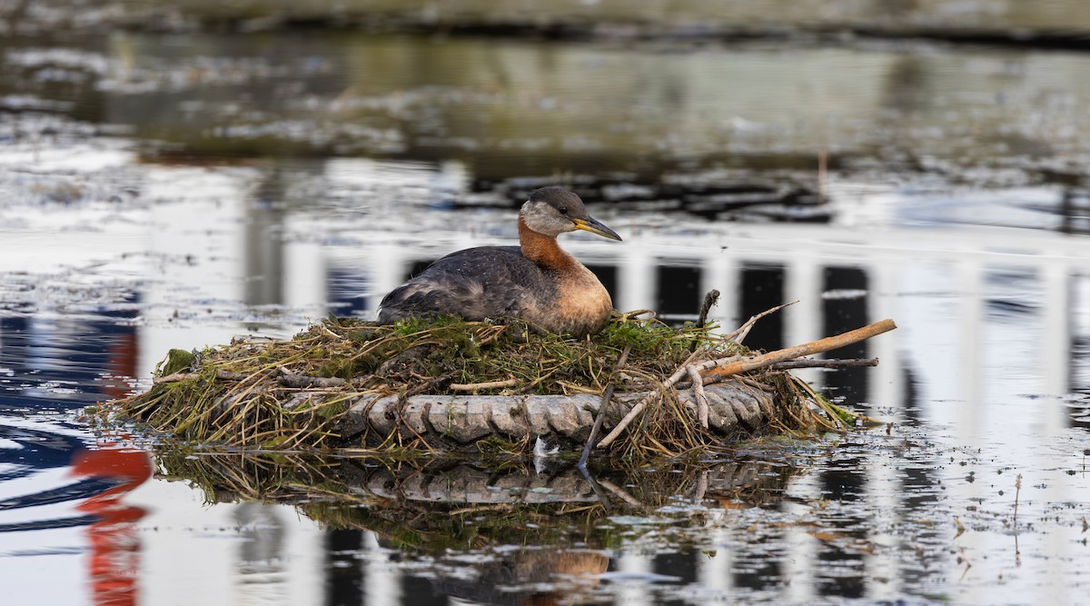 Red-necked Grebe - ML639467396